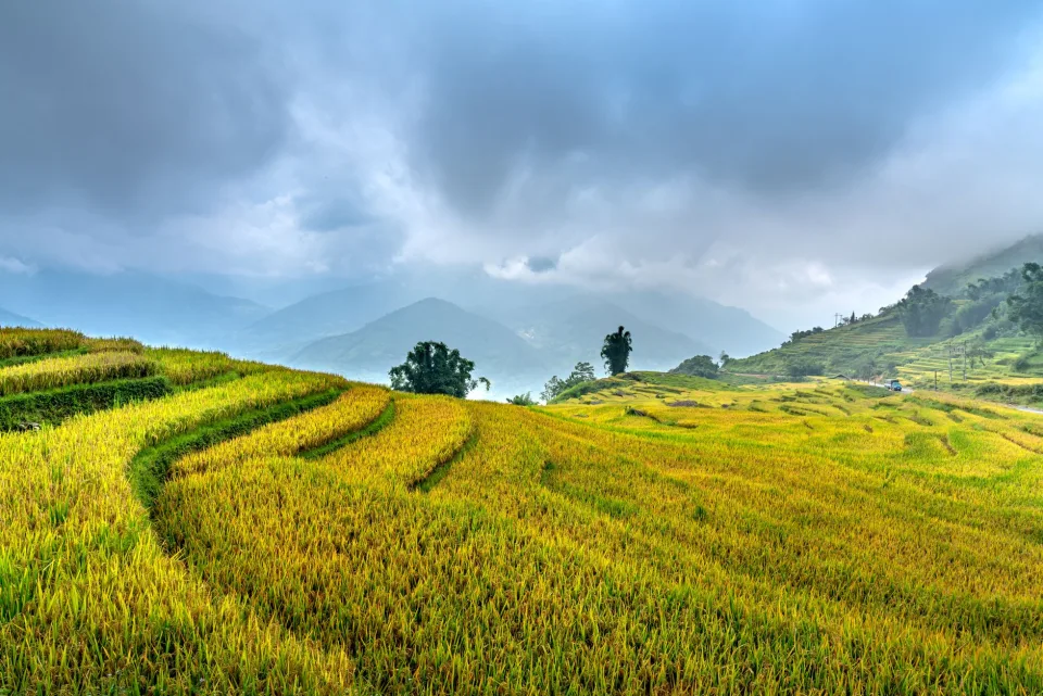 Kho gạo của Trần Huỳnh Si La